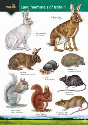 Guide to the Land mammals of Britain  FSC fold out chart