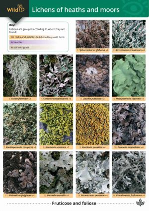 Lichens of Heaths and Moors - Field Studies Council fold out chart