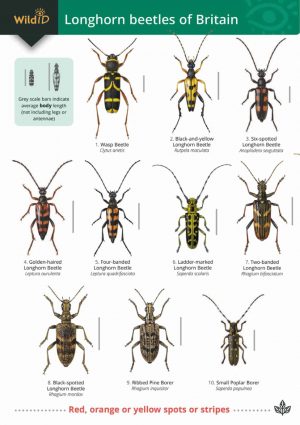 Guide to Longhorn Beetles identification chart