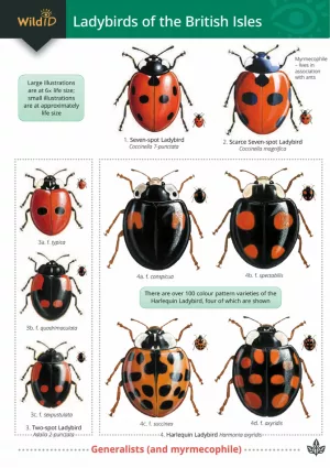 Ladybirds of the British Isles - Field Studies Council fold out chart