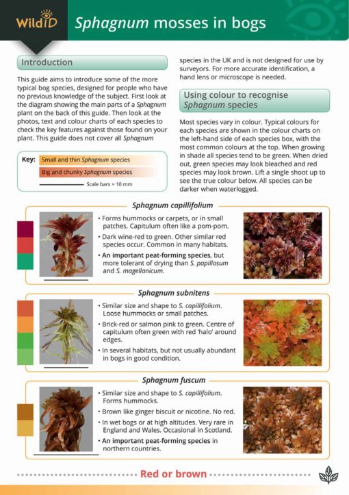 Sphagnum mosses in bogs - Field Studies Council fold out chart