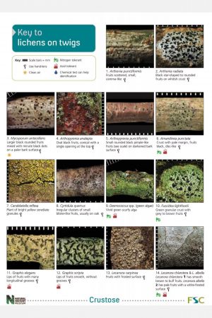 Key to lichens on twigs  FSC fold out chart