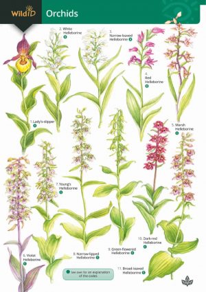 Guide to orchids  FSC fold out chart