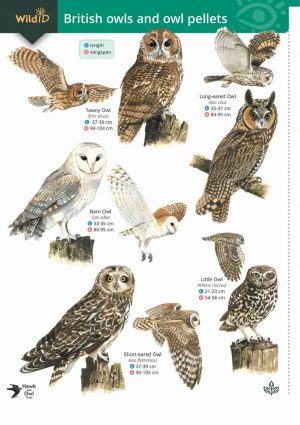 Guide to British Owls and Owl Pellets - Field Studies Council fold out chart