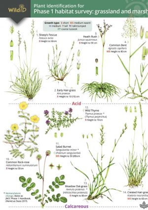 Plant identification for Phase 1 habitat survey: Grasslands and Marsh. (Field Studies Council fold out guide)