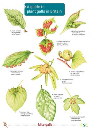 A guide to plant galls in Britain FSC fold out chart