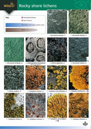 Lichens of Rocky Shores  FSC fold out chart