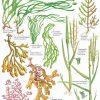 Guide to the saltmarsh plants of Britain - Field Studies Council fold out chart