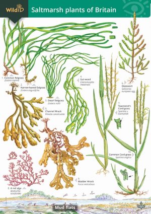 Guide to the saltmarsh plants of Britain - Field Studies Council fold out chart