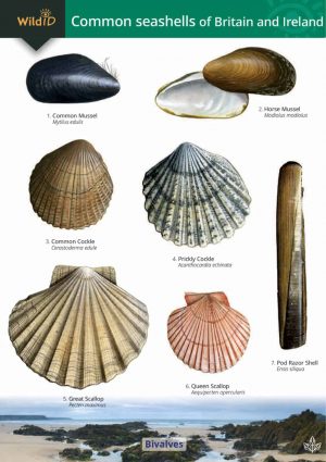 Common seashells  FSC fold out chart