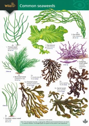 A key to common seaweeds - Field Studies Council fold out chart