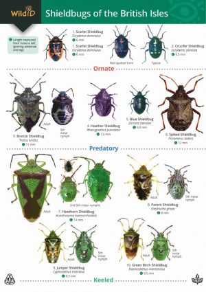 Guide to Shieldbugs of the British Isles - Field Studies Council fold out chart
