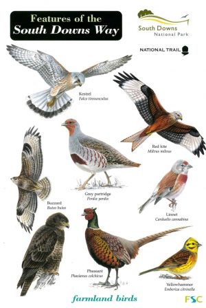 Features of the South Downs Way  FSC fold out chart