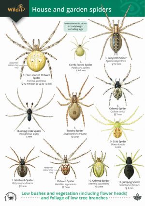 A guide to House and Garden Spiders - Field Studies Council fold out chart