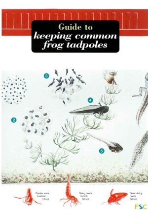 Guide to keeping common frog tadpoles