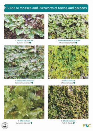 Guide to Mosses and Liverworts of Towns and Gardens: Field Studies Council fold-out chart OP164