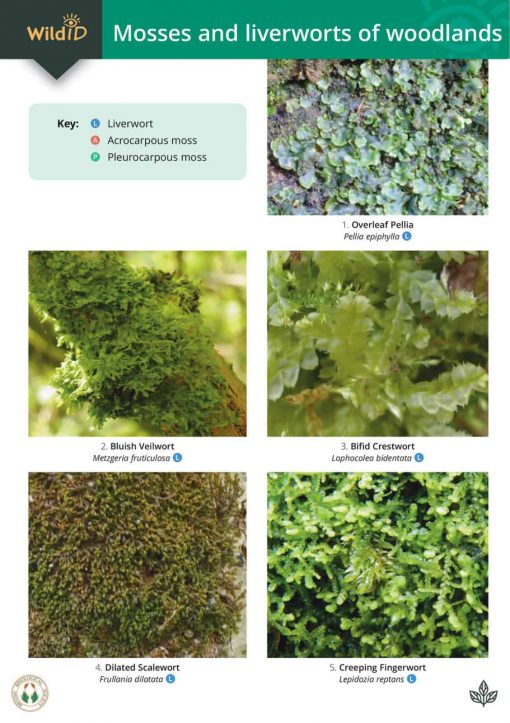 Guide to Mosses and Liverworts of Woodlands: Field Studies Council fold-out chart OP163