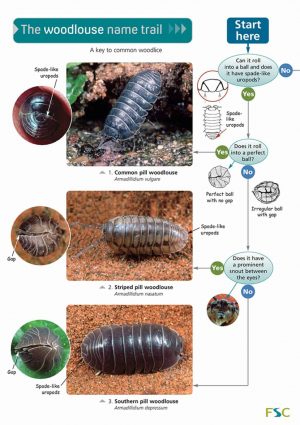 The Woodlouse Name Trail