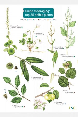Guide to foraging: top 25 edible plants