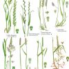 Common Grasses  FSC fold out chart