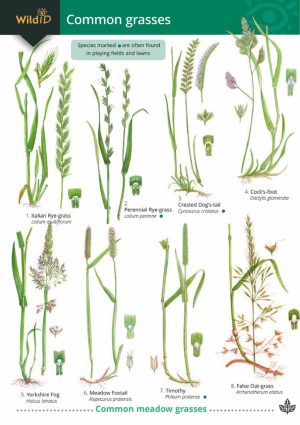Common Grasses  FSC fold out chart