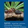 RES Handbook, Volume 2, Part 8: Aphids - Anoeciinae, Lachninae, Eriosomatinae, Phloeomyzinae, Thelaxinae, Hormaphidinae, Mindarinae