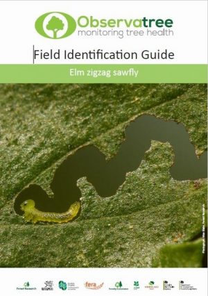 Elm zigzag sawfly: Observatree guides