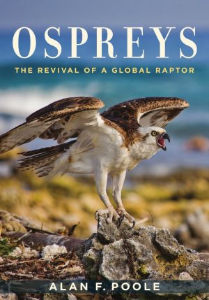 Ospreys : The Revival of a Global Raptor