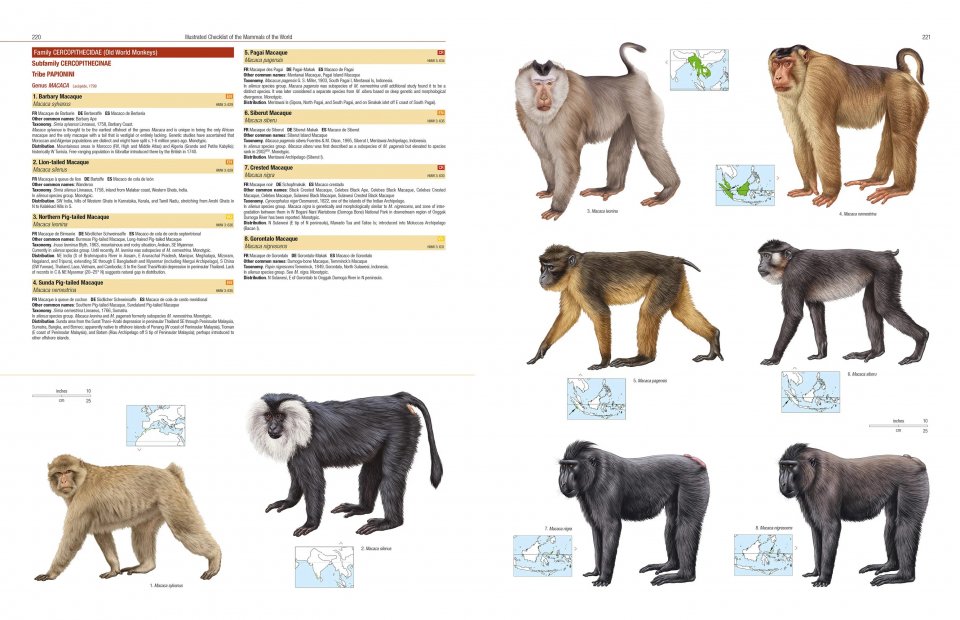 Illustrated Checklist Of The Mammals Of The World From Summerfield Books