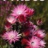 Pocket Guide Fynbos