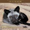 This Fox of Mine: An Entertaining Look into Life at Fox Hollow