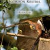 The Common Kestrel