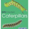 RSPB ID Spotlight - Caterpillars