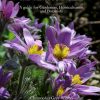Pasque-Flowers: The Genus Pulsatilla book cover