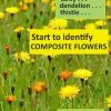 Start to Identify Composite Flowers: Daisy, Dandelion, Thistle