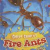 Fire Ants