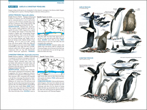 Sabrids-Penguins-076-077