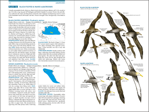 Seabirds-Albatrosses-plate-136-1