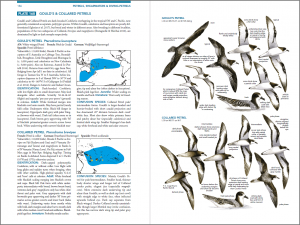 Seabirds-Gadfly-Petrels-186-187