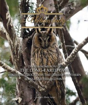 Urban Lady: The Phenomenon of the Long-Eared Owl Wintering Grounds in the Cities of Northern Bosnia and Herzegovina