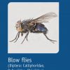 Blow flies book cover