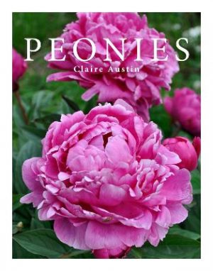 Peonies