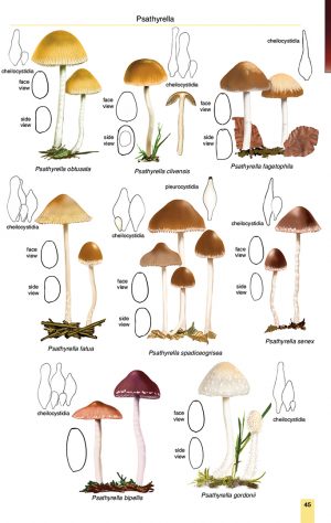 Mushrooms and Toadstools of Britain & Europe Volume 3: Agarics Part 2 ...