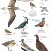 Moorland wildlife of the North York Moors Fold out chart FSC