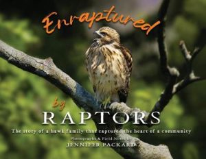 Enraptured by Raptors: The story of a hawk family that captured the heart of a community