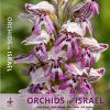 Orchids of Israel book cover