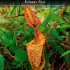 New Nepenthes, Volume 2