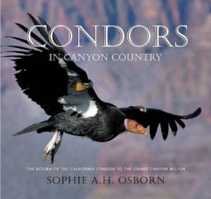 Condors in the Nineteenth Century: The Return of the California Condor to the Grand Canyon Region