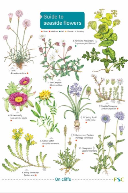 Guide To Seaside Flowers Fsc Fold Out Chart From Summerfield Books