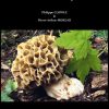 Morels of Europe Book cover
